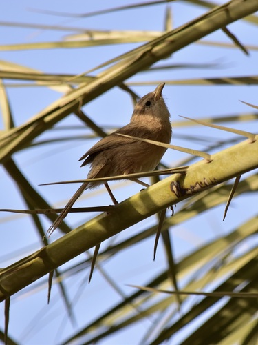 Iraq Babbler (Argya altirostris), photo 3