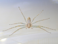 Philodromus longipalpis