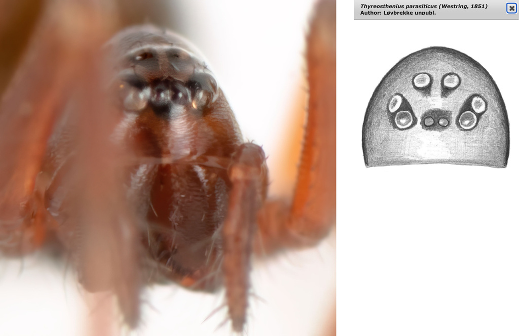 Thyreosthenius parasiticus