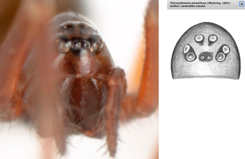 Thyreosthenius parasiticus