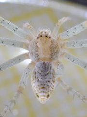 Philodromus longipalpis