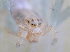 Philodromus longipalpis