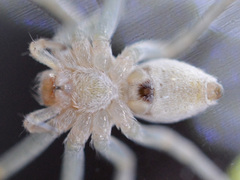 Philodromus longipalpis