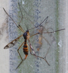 Ptychoptera quadrifasciata