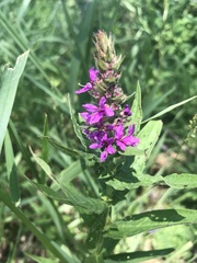 Lythrum salicaria