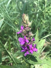 Lythrum salicaria