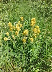 Castilleja gracillima