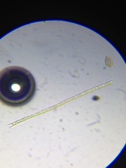 Microspora