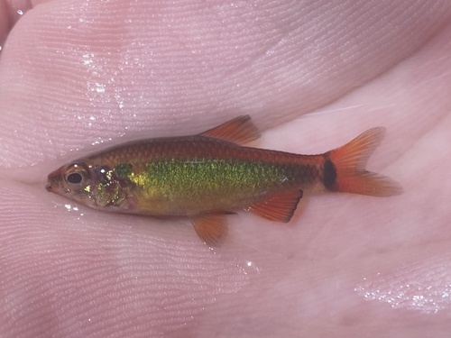 Ansorge's characin (Neolebias ansorgii) — Distichodontidae — 2