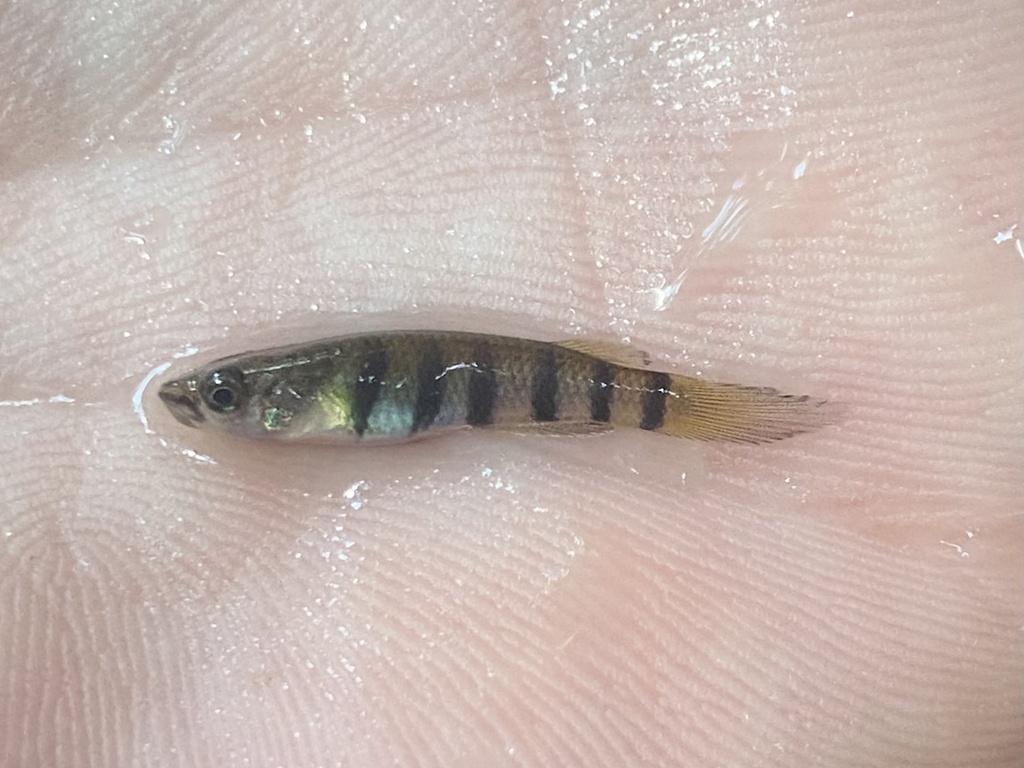 Sixbar panchax (Epiplatys sexfasciatus) — Nothobranchiidae