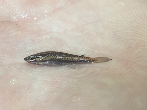 Alpha killi (Aphyosemion alpha) — Nothobranchiidae — 2