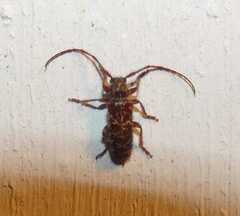 Eupogonius tomentosus