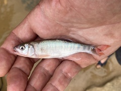 Opsaridium ubangiense