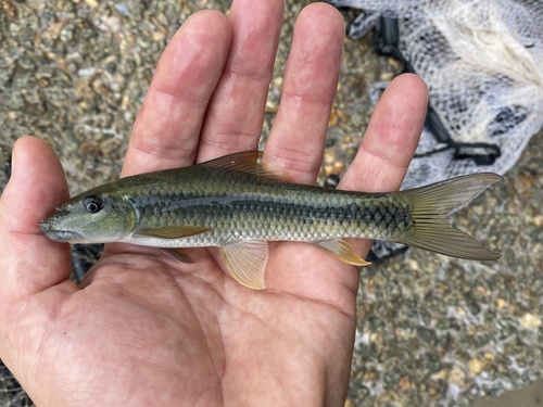 Congo labeo (Labeo annectens) — Cyprinidae — 2