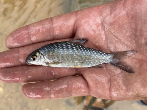 Congo distichodus (Distichodus hypostomatus) — Distichodontidae