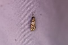 Aethes argentilimitana