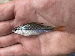 Enteromius holotaenia