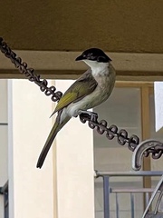 Pycnonotus sinensis hainanus