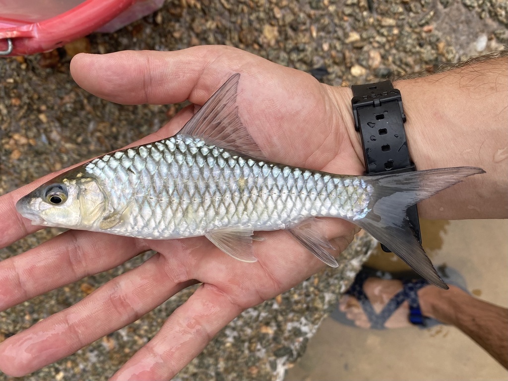 Bates's barb (Labeobarbus batesii) — Cyprinidae