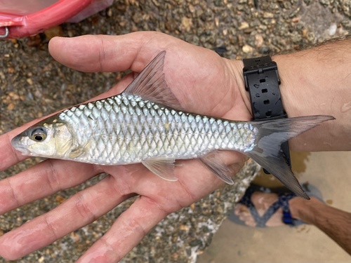 Bates's barb (Labeobarbus batesii) — Cyprinidae