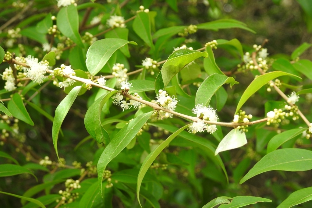 Eugenia capulioides