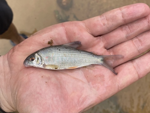 Congo distichodus (Distichodus hypostomatus) — Distichodontidae — 4