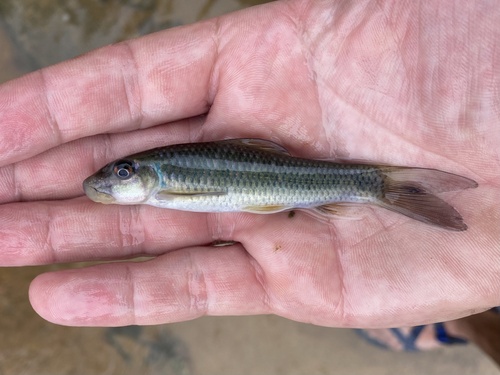 Congo labeo (Labeo annectens) — Cyprinidae — 5