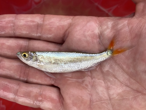 Buchholz's minnow (Raiamas buchholzi) — Cyprinidae — 5