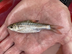 Enteromius holotaenia