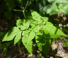 Osmorhiza purpurea