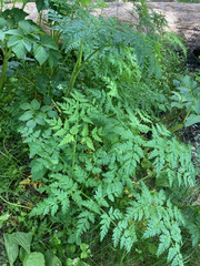 Conioselinum