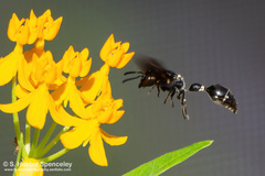 Zethus spinipes variegatus