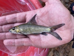 Labeobarbus malacanthus