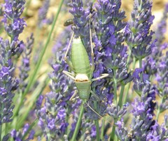 Ephippiger terrestris