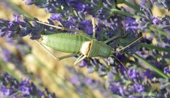 Ephippiger terrestris