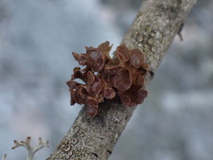 Tuckermanopsis sepincola