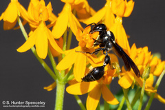 Zethus spinipes variegatus