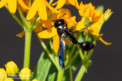 Zethus spinipes variegatus