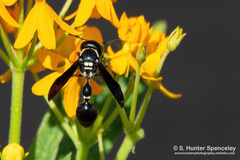 Zethus spinipes variegatus