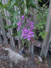 Chamaenerion angustifolium