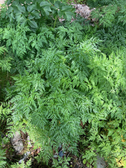 Conioselinum