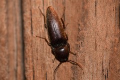 Diplostethus texanus