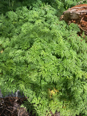 Conioselinum