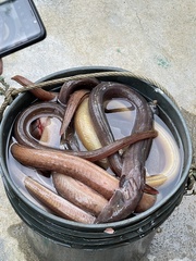 Synbranchus marmoratus