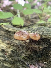 Bolbitius viscosus