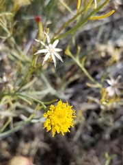 Porophyllum scoparium