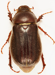 Aplidia transversa transversa