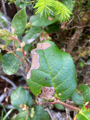 Cameraria gaultheriella