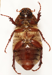 Aplidia transversa transversa