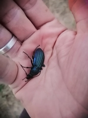 Carabus exaratus